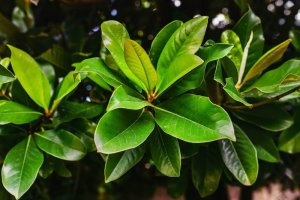 Använd lagerblad för att förbättra andningshälsan