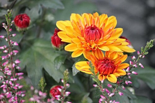 Blomma