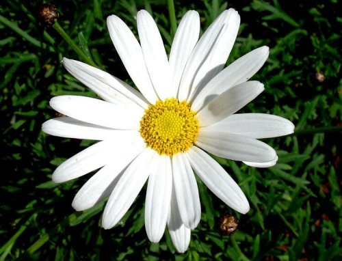 Tusenskönor (Bellissläktet)