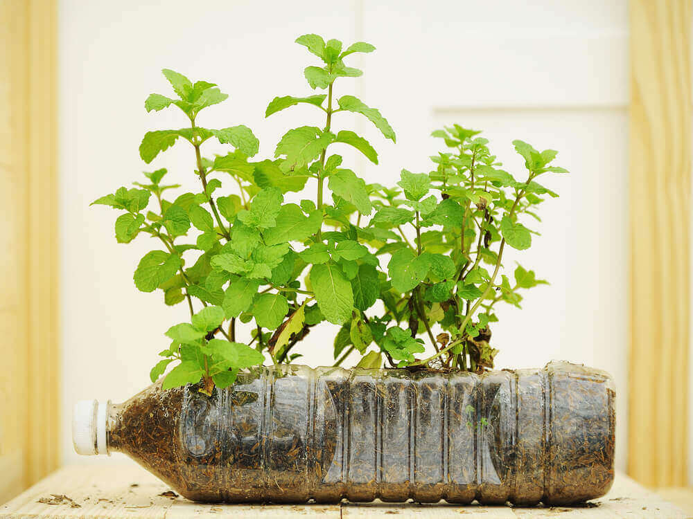 Växt i plastflaska.