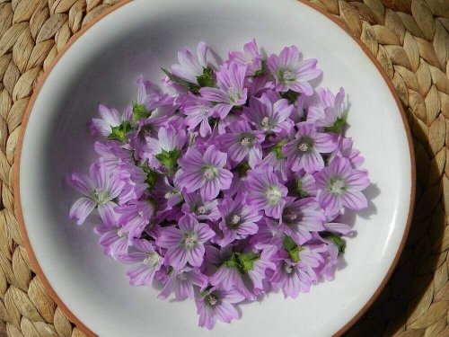 Minska bronkitsymtom med malva