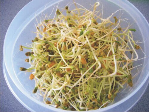 Groddar kan sprida bakterier