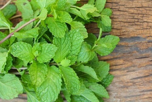 Använd mynta vid dålig andedräkt