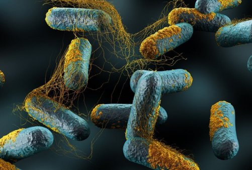 Rosfeber orsakas av streptokocker