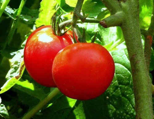 Tomater är en grönsak med högt fiberinnehåll