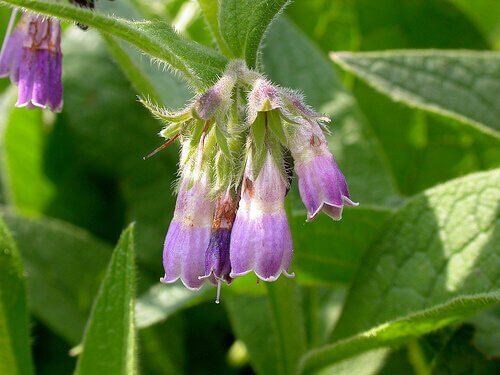 Vallört hjälper att få bort mörka fläckar på huden
