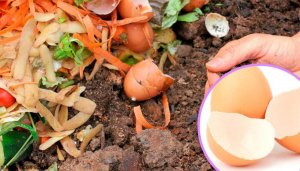 5 alternativa användningsområden för äggskal