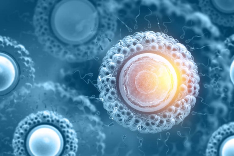 Vad stamceller kan göra och vad de är för något