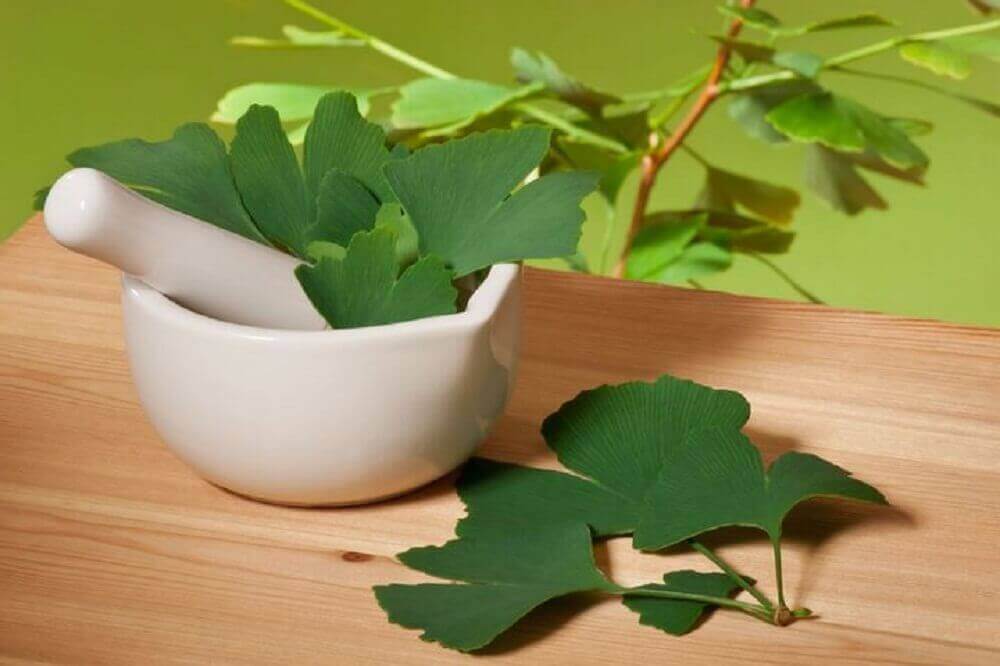 Ginkgo biloga och vit mortel.