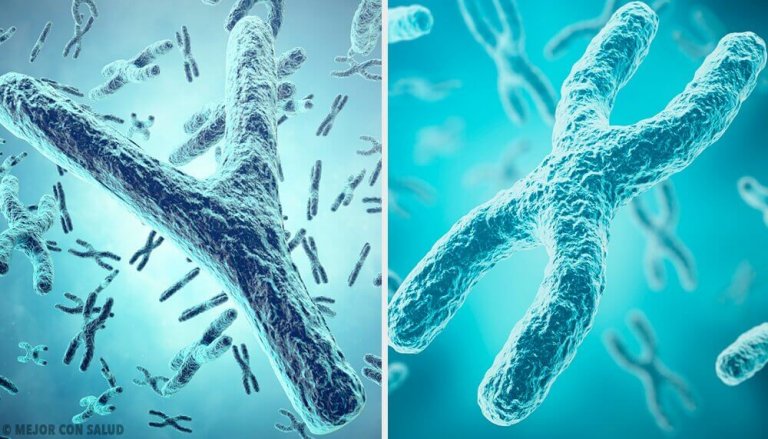 X- och Y-kromosomer: könens genetiska ursprung