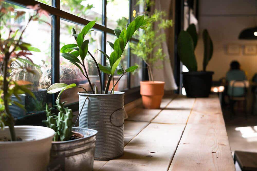Hälsofördelarna med växter i ditt hem