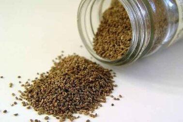 Gör ett te på sellerifrön