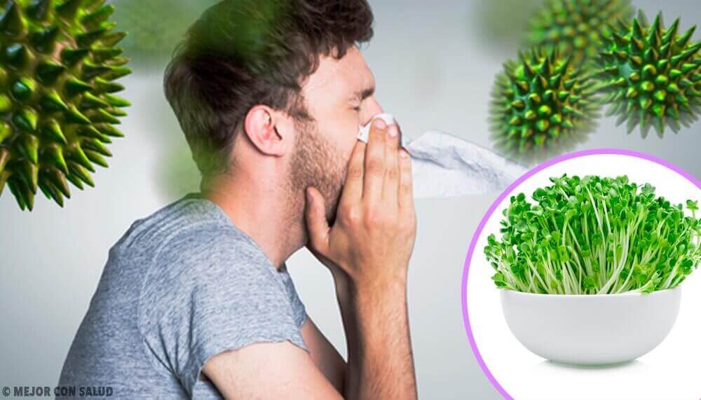 6 nyttiga fördelar med att äta alfalfa