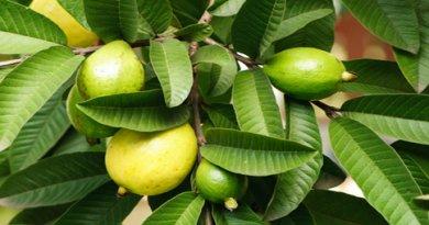 Guava