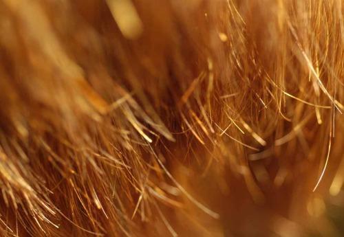 Hår med kluvna toppar