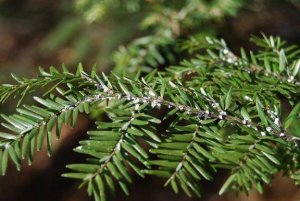 Bli av med insekter på plantor inomhus med ättika