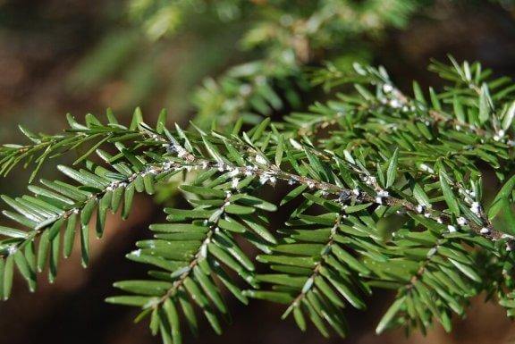 Bli av med insekter på plantor inomhus med ättika