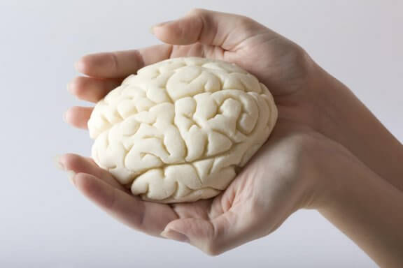 Person som håller modell av hjärna i händerna.