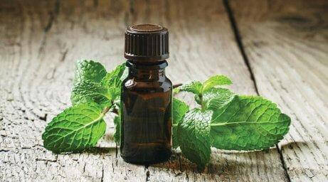 Använd pepparmyntsolja