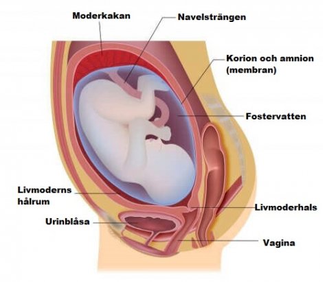 gravid blöder efter samlag