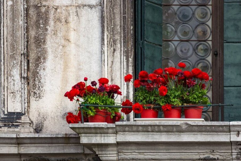 Fem typer av blommor för balkongen