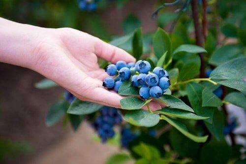 Hur du gör för att odla dina egna blåbär