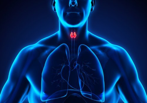 din sköldkörtel kroppen