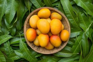 Mango mot förstoppning: fördelar och recept