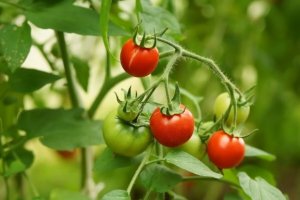 Hur man kan odla tomater med bara fyra skivor tomater