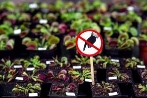 Sex farliga växter du inte bör ha hemma