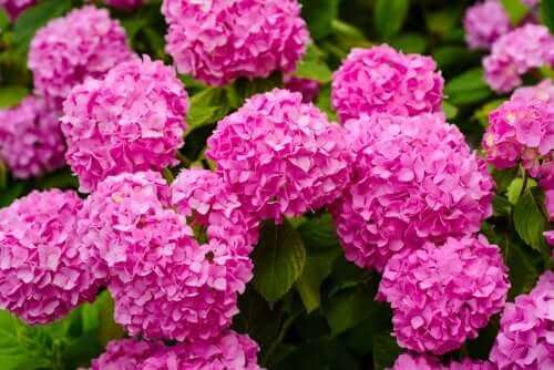 Hortensia är en av de farliga växter du inte bör ha hemma