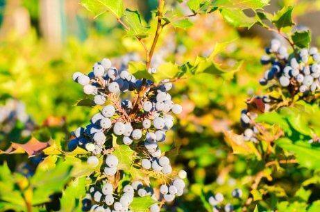 Mahonia mot psoriasis