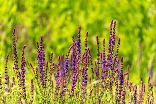 Profetsalvia skiljer sig från vanlig salvia