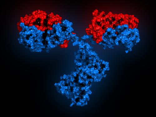 Typer av antikroppar