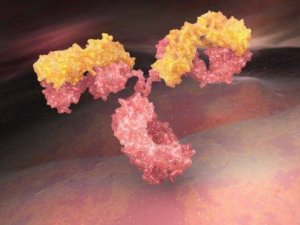 vad är immunoglobulin vad är immunoglobulin
