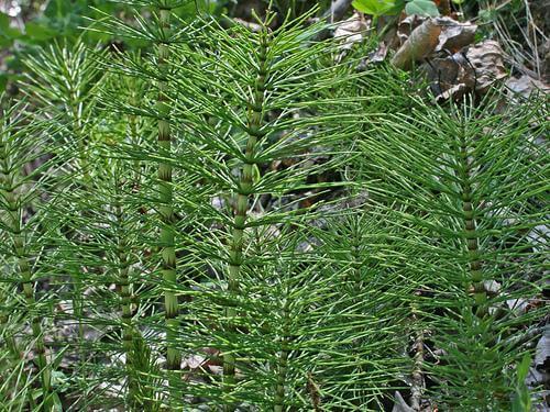 Fräken är en medicinalväxt