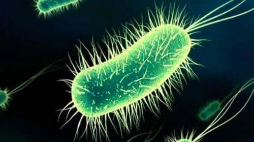 E. coli-bakterier