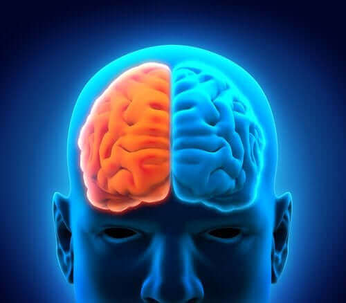 De två hjärnhalvorna