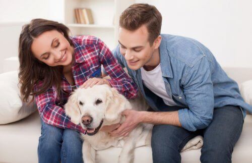 Golden retriever med ägare