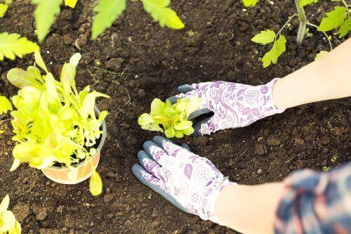 Omplantering till jord