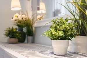 9 tips för att ta hand om inomhusväxter