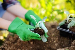 Tips för att plantera om växter på rätt sätt