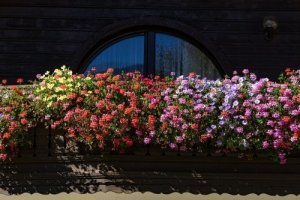 Fem väldoftande blommor för mindre trädgårdar
