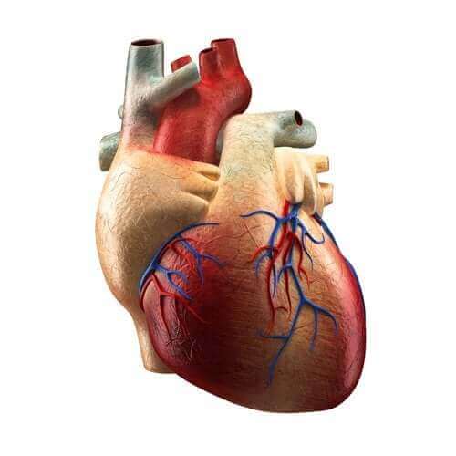 Delarna av hjärtat och deras funktioner