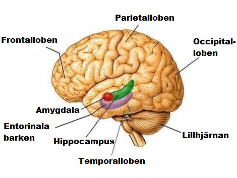 Hjärnloberna i detalj