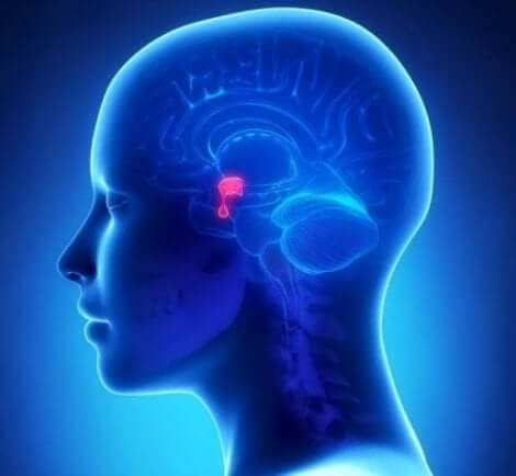 Hypofysen i hjärnan