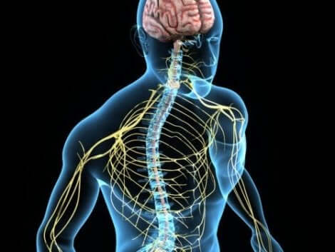Kroppens nervsystem