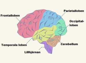 Vilka är de olika loberna i hjärnan?