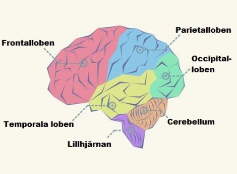 Vilka är de olika loberna i hjärnan?