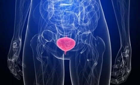 Blåsan i människokroppen